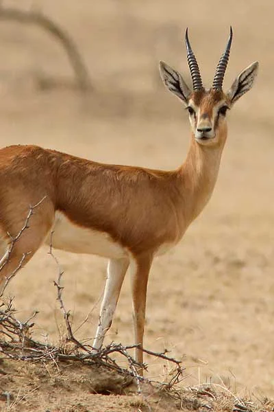 Chinkara Jaisalmer National Park