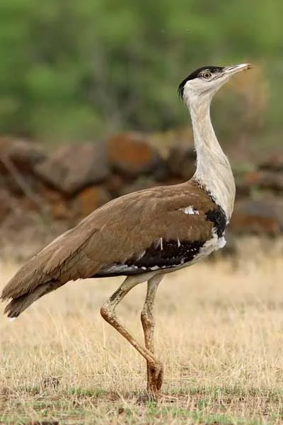 Great Indian Bustard