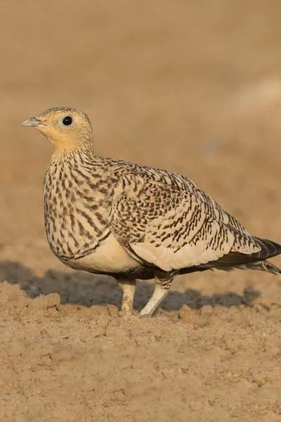 Sandgrouse Jaisalmer Desert Park