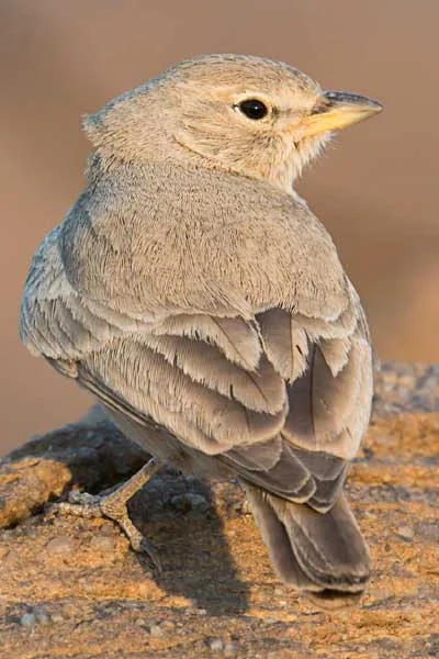 larks Desert National Park Trip